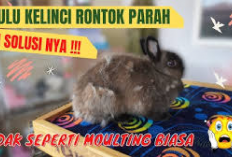 5 Cara Mengatasi Bulu Rontok Pada Kelinci, Bunny Lovers Wajib Simak Ini! Berikut Tips Merawatnya Cekidot