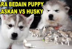 Owner Jangan Salah! Gini Cara Membedakan Anjing Alaskan Malamute dan Siberian Husky, Berikut Tipsnya...