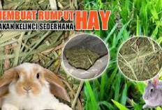 Cara Membuat Hay untuk Pakan Kelinci, Bunny Lovers Wajib Cobain Nih, Solusi Alternatif Menekan Biaya Ternak!