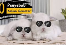 Info Rabbit, 10 Penyebab Kelinci Gemetar yang Harus Diketahui Bunny Lovers! Tanda Sakit Pada Hewan Kesayangan?