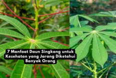 7 Manfaat Daun Singkong untuk Kesehatan yang Jarang Diketahui Banyak Orang, Apa Saja?