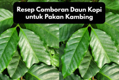 Peternak Milenial Harus Tau! Resep Comboran Daun Kopi untuk Pakan Kambing, Tips Alternatif Menekan Biaya Makan