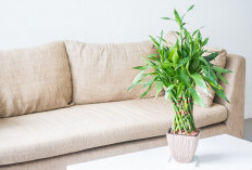 Bikin Rumah Jadi Cantik dan Segar, Simak Tips Menanam Bambu di Dalam Ruangan
