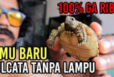 6 Cara Merawat Baby Sulcata Tortoise Tanpa Lampu, Owner Wajib Tau Ya, Solusi Alternatif Ternak Kura-Kura