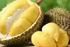 Apa Efek Makan Durian Terlalu Banyak? Bikin Mabuk dan Picu Diabets, Stop Dalam Kondisi ini!