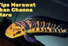 Kamu Harus Tau Nih! 10 Tips Merawat Ikan Channa Untuk Pemula Di Jamin Pasti Gacor, Apa Aja?