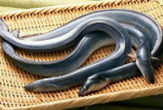 Sidat Diam-Diam Juara! Ikan Lokal Indonesia dengan Omega-3 Tertinggi di Dunia, Salahkan Dominasi Salmon?