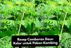 Resep Comboran Daun Kelor untuk Pakan Kambing yang Bernutrisi Tinggi, Peternak Pemula Wajib Coba!