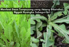 6 Manfaat Daun Tempuyung yang Jarang Diketahui, Nggak Nyangka Sebagus Ini!