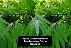 Resep Comboran Daun Bambu untuk Pakan Kambing, Sobat Ternak Wajib Coba Racikan Ini Cekidot!