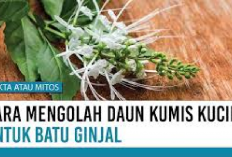 4 Cara Mengolah Tanaman Kumis Kucing untuk Pengobatan Sakit Batu Ginjal, Cek Disini Bun, Jamin Ampuh!