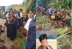 Truk Sawit Terguling, Satu Siswi Tewas Tertimbun Buah, 9 Luka-luka