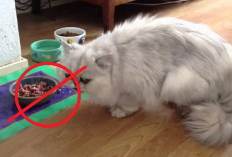 Kamu Harus Tau! 5 Makanan yang Dapat Menyebabkan Bulu Kucing Rontok, Apa Aja?