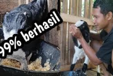 Info Ternak, 7 Metode Jitu Agar Kambing Mau Makan Comboran, Peternak Wajib Tiru! Jamin Ampuh 100 Persen Sukses