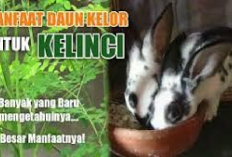 Info Rabbit, 5 Manfaat Daun Kelor Sebagai Pakan Kelinci, Peternak Wajib Tau! Solusi Alternatif Dunia Ternak