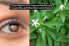 Tanpa Operasi, 3 Tanaman Herbal yang Ternyata Bisa Jadi Obat Alami untuk Katarak