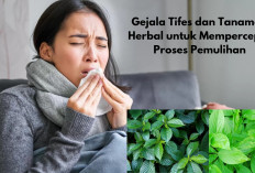 Gejala Tifes dan Tanaman Herbal untuk Mempercepat Proses Pemulihan, Yuk Cek di Sini!