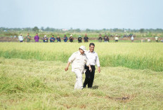 Ini Langkah Kementan Wujudkan Swasembada Pangan di Tahun 2025