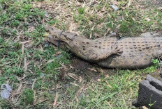 Akibat Penangkaran Jebol, Sejumlah Buaya Lepas di Pemukiman Bikin Panik Warga Cianjur