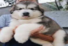 List Daftar Harga Anak Anjing Alaskan Malamute di Indonesia, Termurah Hingga Termahal, Segini Nominalnya...