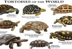 Pecinta Tortoise Cek Sini! Daftar Harga Kura-Kura Darat Terbaru 2024, Update Lengkap Berbagai Jenis...