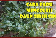 4 Tips Mengolah Tanaman Sirih Cina Sebagai Obat Sakit Alami, Yuk Intip Cara Buatnya Disini...