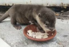 Owner Simak! 6 Manfaat Baby Otter Makan Ayam, Si Berang-Berang Air yang Lucu dan Menggemaskan, Cekidot...
