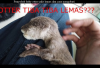 Owner Tau Gak? Penyebab Baby Otter Sakit Lemes dan Cara Mengobatinya 100 Persen Sembuh, Cekidot!