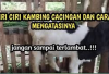 Info Ternak, Peternak Wajib Tau! 5 Ciri-Ciri Kambing Sakit Cacingan Serta 4 Cara Mengatasinya, Cek Disini Kuy