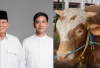 Prabowo & Gibran Serahkan Sapi Kurban Jumbo di Istiqlal, Beratnya Bikin Takjub!