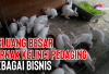 6 Tips Beternak Kelinci Pedaging Sukses Dalam Bisnis Peternakan, No 6 Wajib Diperhatikan!