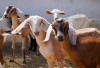 Wajib Tau Sebelum Memulai! Gini Cara Hitung-Hitungan Bisnis Ternak Kambing Modal Minim, Keuntungan Maksimal