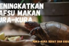 Info Ternak, 5 Tips Jitu Cara Tingkatkan Nafsu Makan Kura-Kura Kesayangan Agar Tetap Sehat dan Aktif, Cekidot