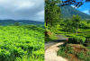Wisata Kebun Teh Pagar Alam, Objek Wisata dengan Foto Kece Banget Cocok untuk Liburan!