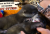Owner Wajib Tau Nih, A Day in the Life Baby Otter, Apa Aja Ya? Yuk Intip Sini! Jangan Sampai Terlewatkan...