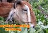 Waspada! 4 Penyebab Kambing Kembung, Peternak Wajib Tau Cara Mengobatinya Begini...