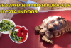 Info Ternak, 6 Tips Cara Merawat Kura-Kura Darat Sulcata Indoor yang Perlu Kamu Ketahui, Cekidot!