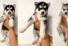 Daftar Harga Anak Anjing Siberian Husky di Indonesia, Owner Harus Tau Sebelum Adopsi Biar Gak Kaget! Segini...