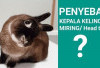 Info Rabbit! 6 Faktor Penyebab Kelinci Kepala Miring, No 1 Paling Sering Terjadi, Bunny Lovers Wajib Waspada