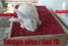 Info Rabbit! Cara Mengobati Kelinci Kepala Miring Bagi Pemula, Bunny Lovers Gak Perlu Khawatir Berikut Tipsnya