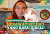 Info Rabbit, 5 Cara Merawat Kelinci Sapihan Baru Beli Agar Tidak Mati Mendadak, Berikut Tips Bagi Bunny Lovers