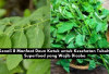 Kenali 8 Manfaat Daun Katuk untuk Kesehatan Tubuh, Superfood yang Wajib Dicoba...