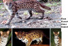 Mengenal 5 Ras Kucing Hutan Asli Indonesia yang Memiliki Bulu Indah yang Eksotis, Apa Aja?