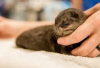 Owner Harus Waspada, Bahaya Baby Otter Jika Telat Makan, Si Berang-Berang Air yang Lucu Kenapa?