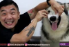 Owner Harus Tau Nih Sebelum Adopsi, Cara Merawat Anjing Husky Agar Tidak Rugi Puluhan Juta!