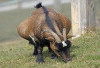 Waspada! Kenali Penyebab Kambing Betina Tidak Bisa Hamil Meskipun Dikawinkan Berkali-kali, Observasi Ternak