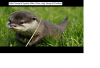 Owner Tau Gak? Fakta Menarik Seputar Baby Otter yang Jarang Diketahui, Yuk Cek di Sini...