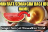 Tips Bumil, 6 Manfaat Semangka Bagi Ibu Hamil yang Jarang Diketahui, Apa Aja Ya? Cekidot!