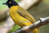 6 Tips Mengatasi Burung Kutilang Emas Sakit Lumpuh, Kicau Mania Wajib Cobain Jamin Sembuh Total!