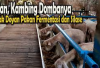 6 Cara Simple Supaya Kambing dan Domba Lahap Makan Pakan Fermentasi Silase, Yuk Praktekin Jamin Ampuh!